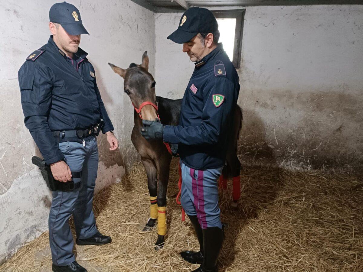 Polizia di Catania smantella stalla abusiva e tutela il benessere di un cavallo non identificato - 