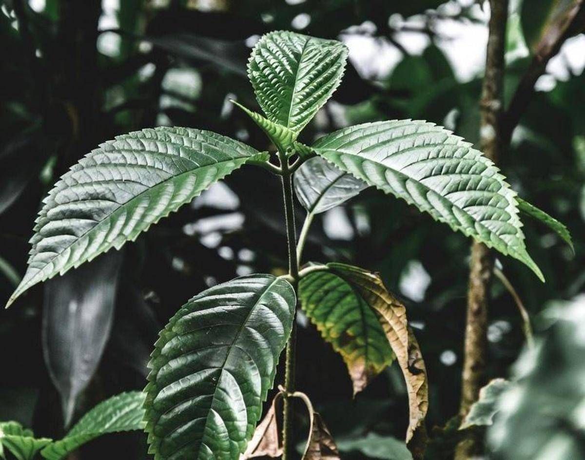 Droghe, esplode l'uso di kratom negli Usa: segnalazioni cresciute di 65 volte in un decennio - 