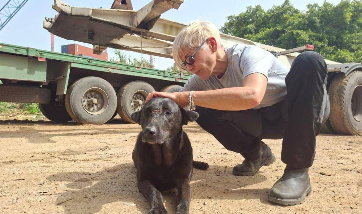 Libano, anche gli animali sotto le bombe: volontari pronti a sfidare gli attacchi per salvarli - 