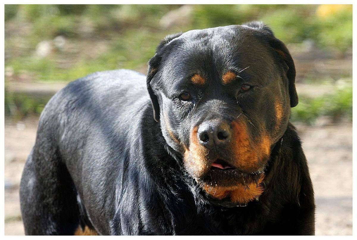 Lite tra ragazze per strada Porto Cesareo, 12enne azzannata da rottweiler a polpaccio - 