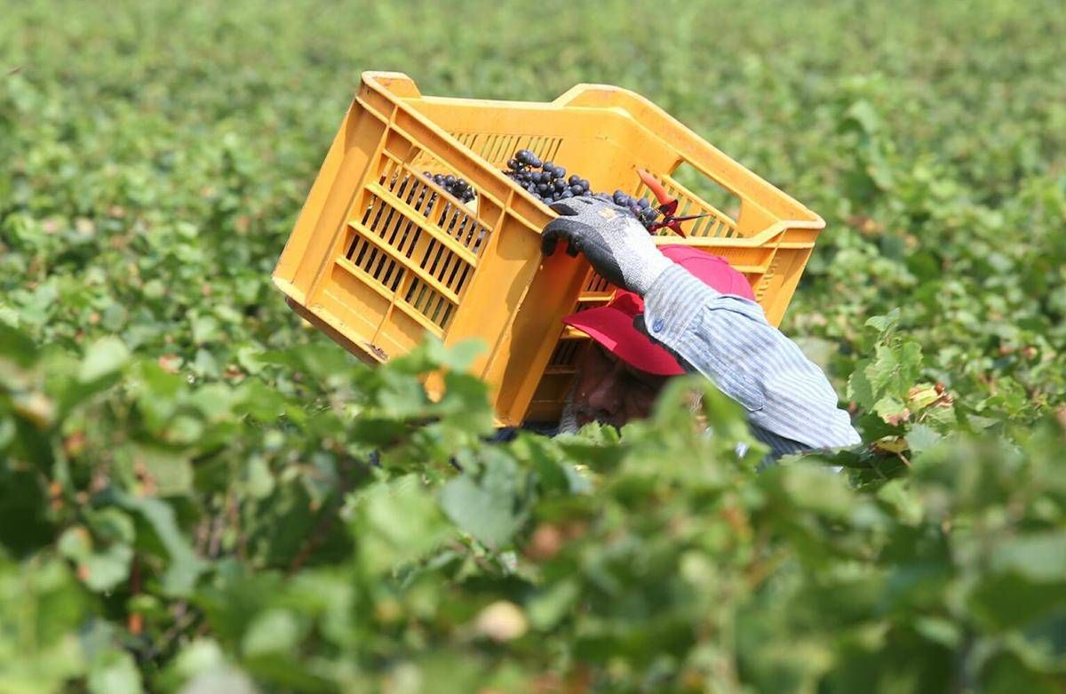 Tragedia nei campi, bracciante 29enne si impicca a Torretta Antonacci - 