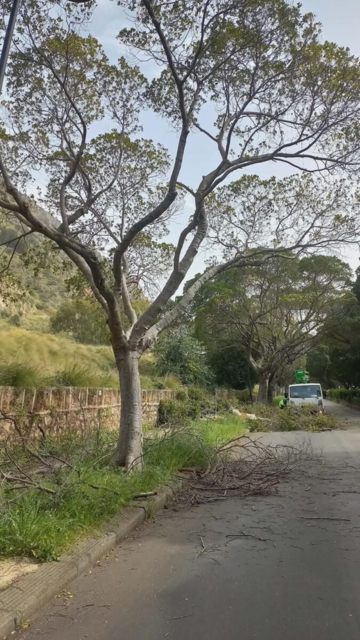 Lavori di Manutenzione del Verde Urbano in Corso nel Comune di Palermo: Nuove Piantumazioni e Sicurezza dei Cittadini - 