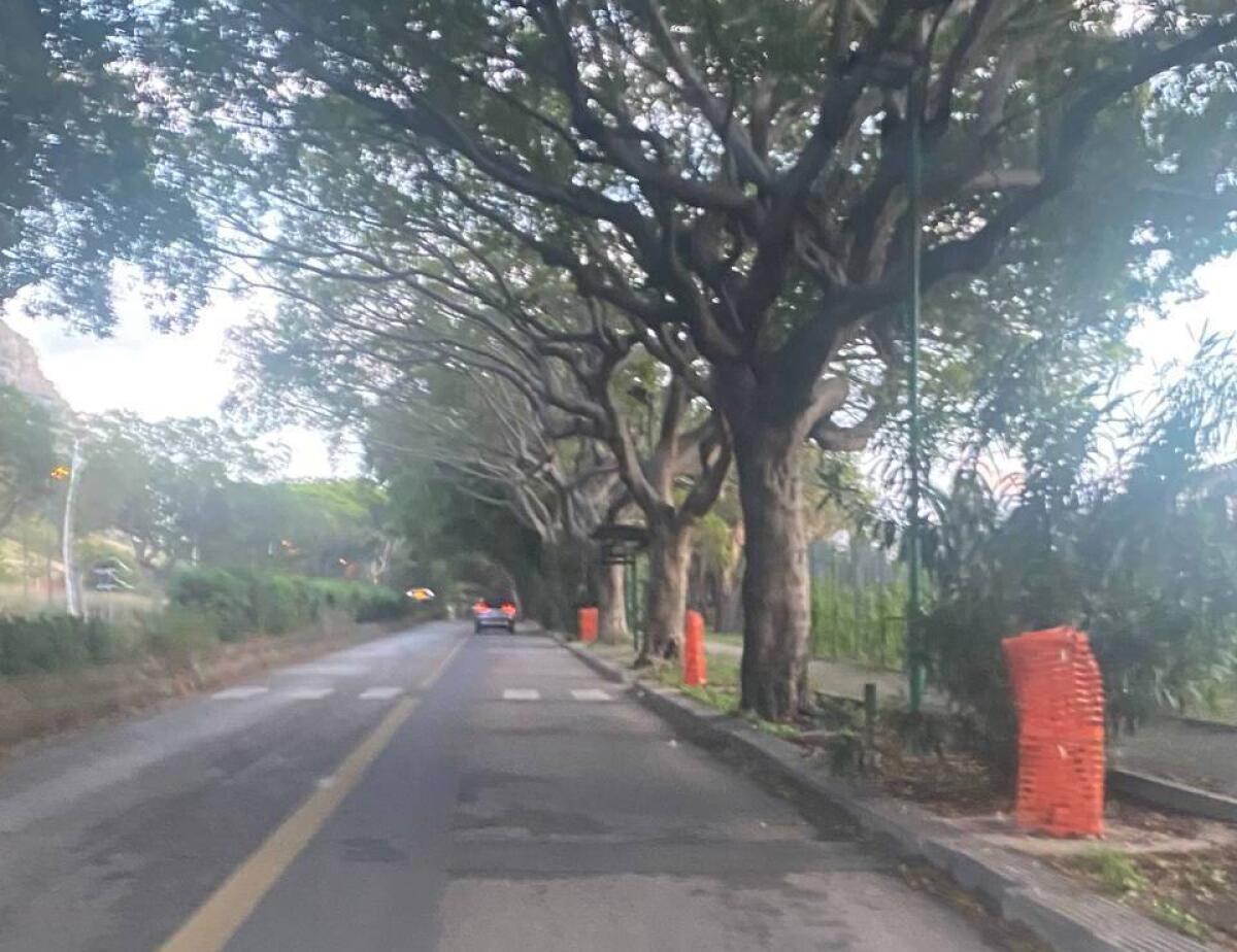 Regolamentazione viaria provvisoria per la manutenzione del verde in viale Margherita di Savoia, Comune di Palermo - 