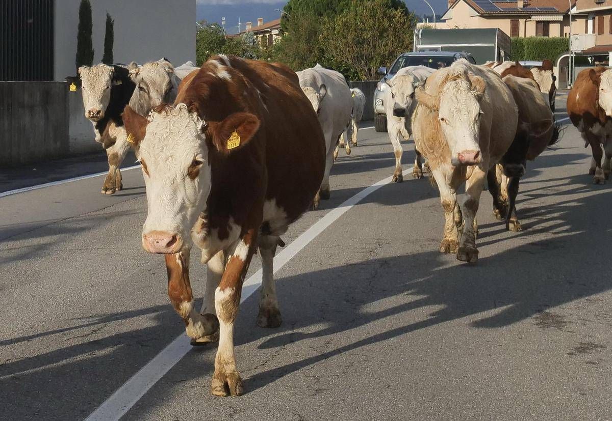 Mucche in strada, tre feriti e 7 bovini morti in scontro nell'Avellinese﻿ - 