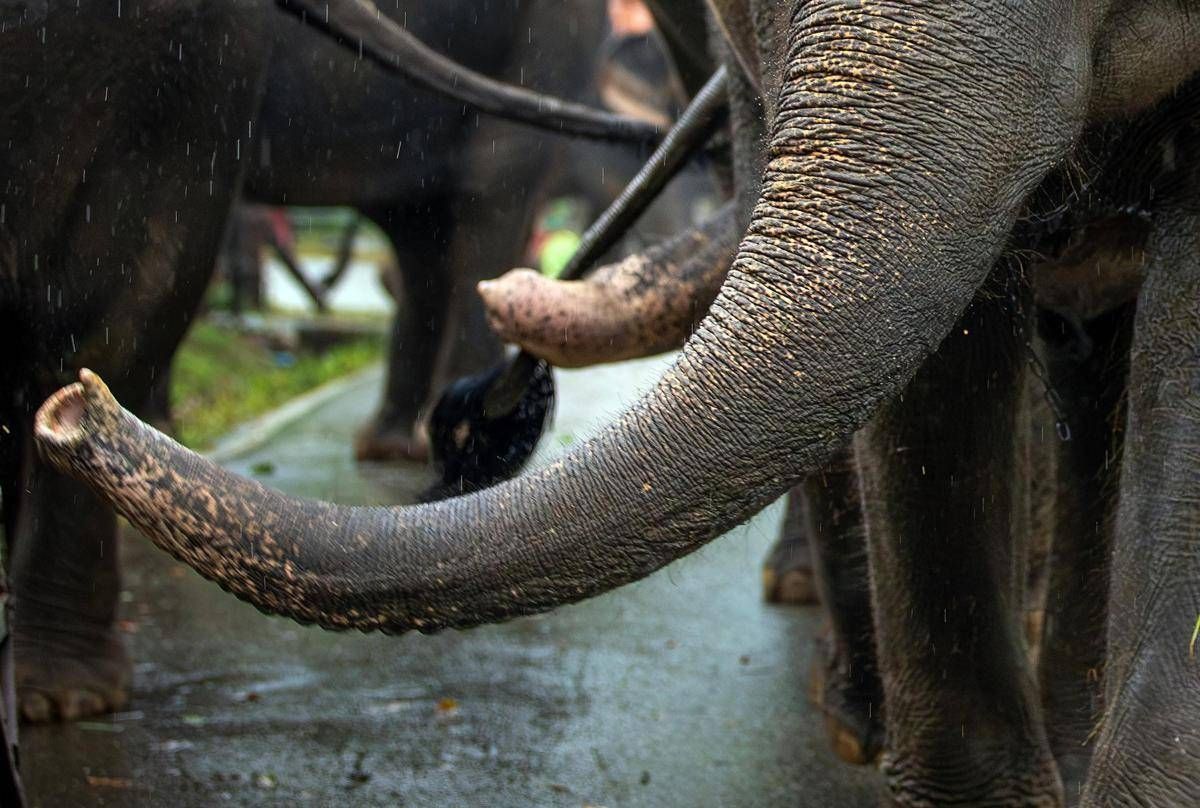 India, elefante dipinto di rosa muore 5 mesi dopo: gogna social per la fotografa russa - 