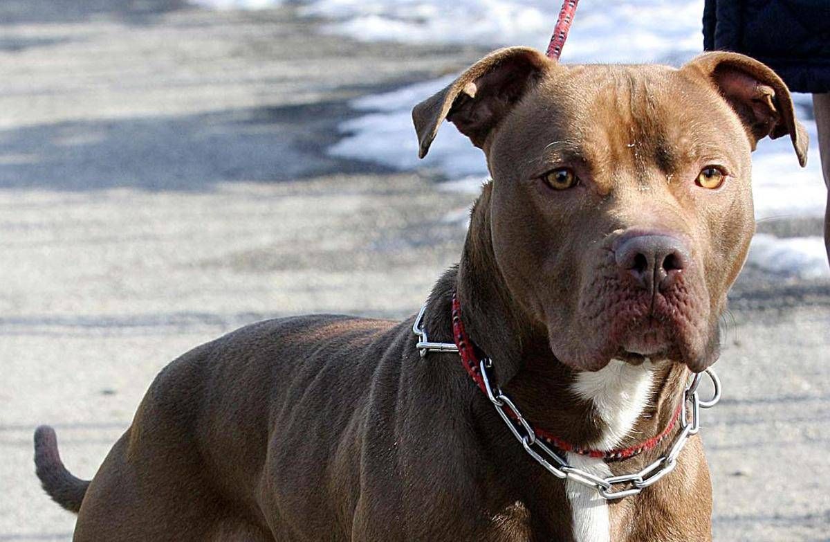Ischia, donna azzannata da pitbull: amputata una gamba - 