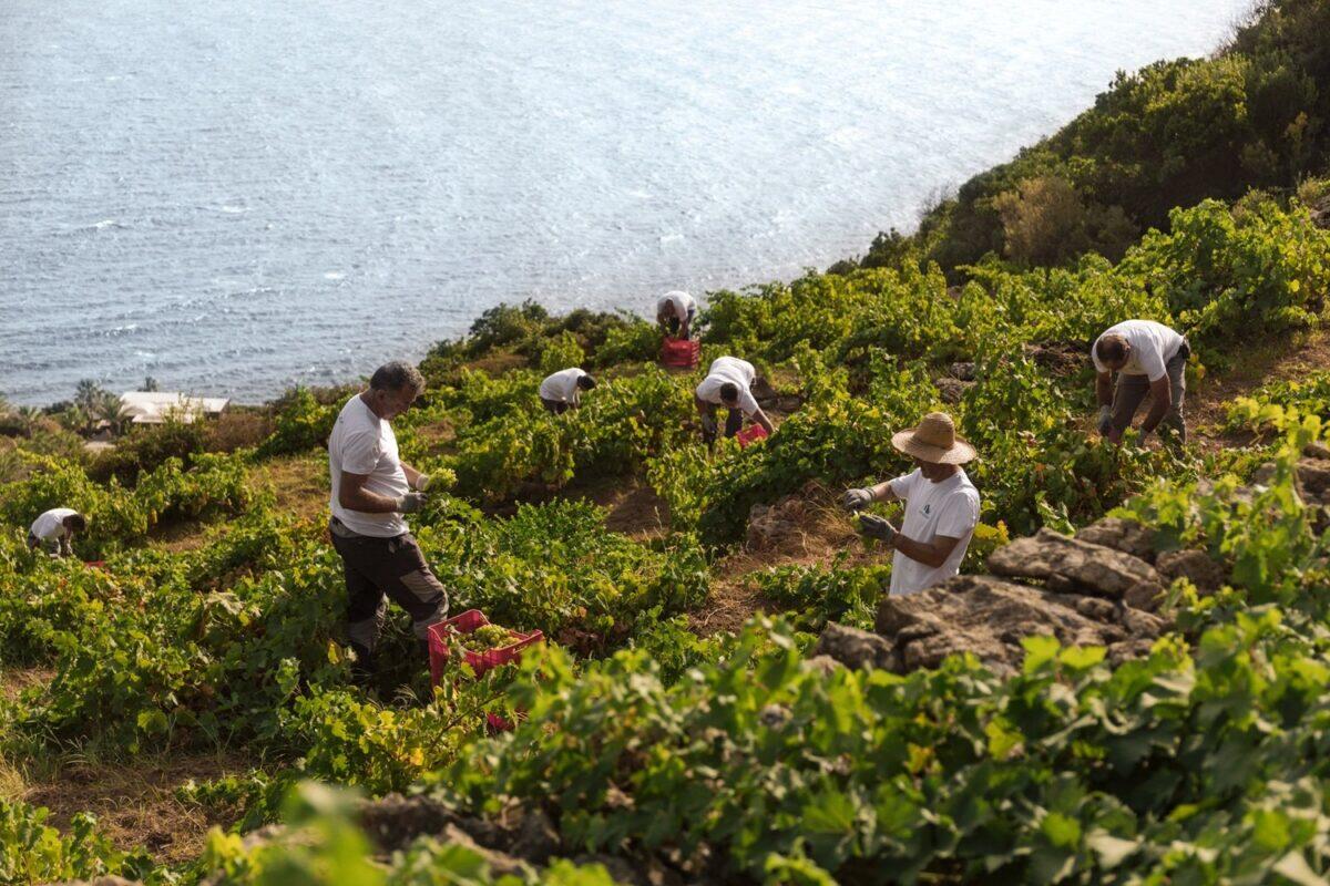 Assovini Sicilia: Etna e Pantelleria in Dialogo nella Masterclass ‘Anima Vulcanica’ a Vinitaly - 