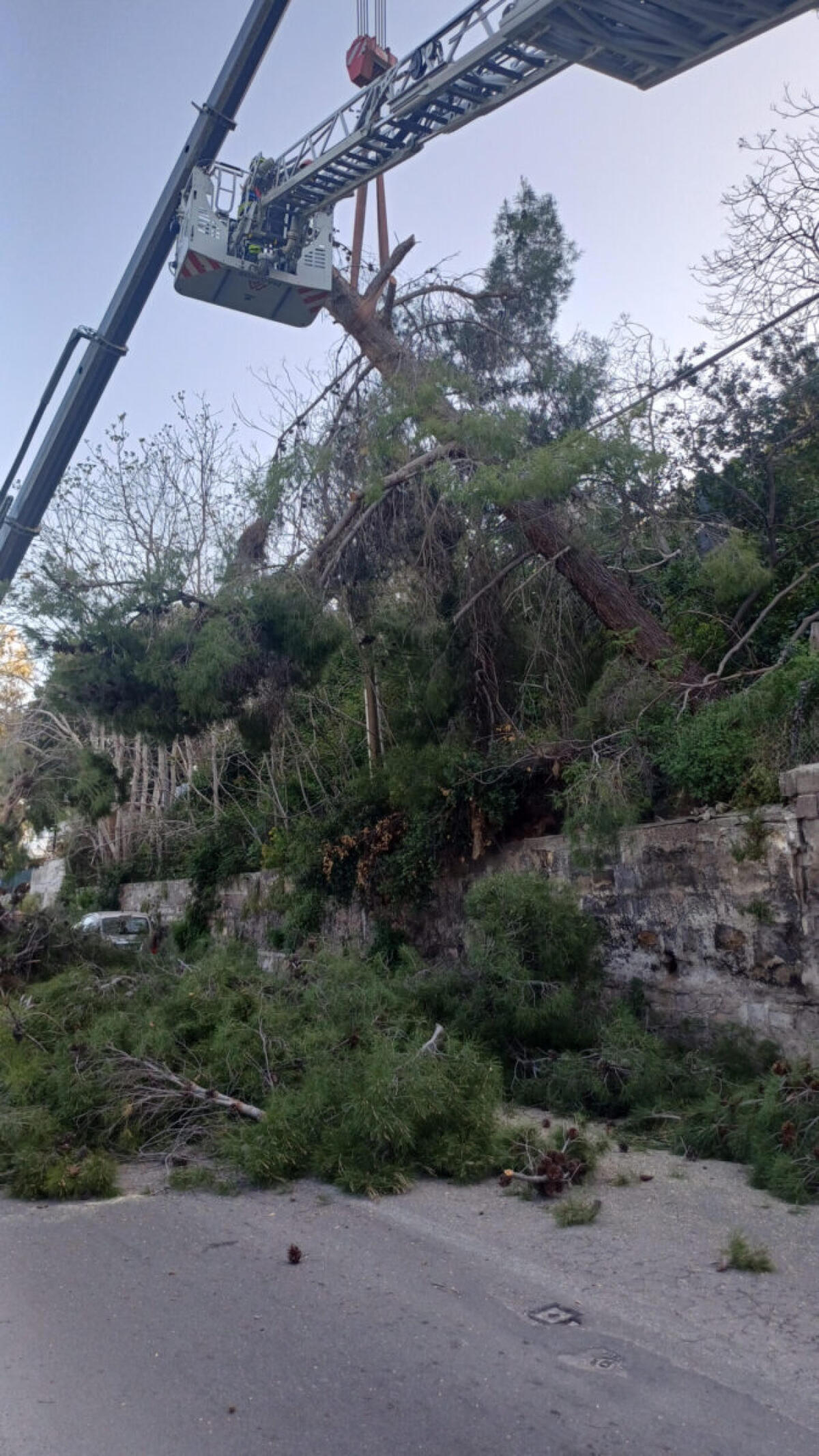 Intervento del Comune di Palermo per la messa in sicurezza di un albero pericolante in via Umberto Maddalena - 