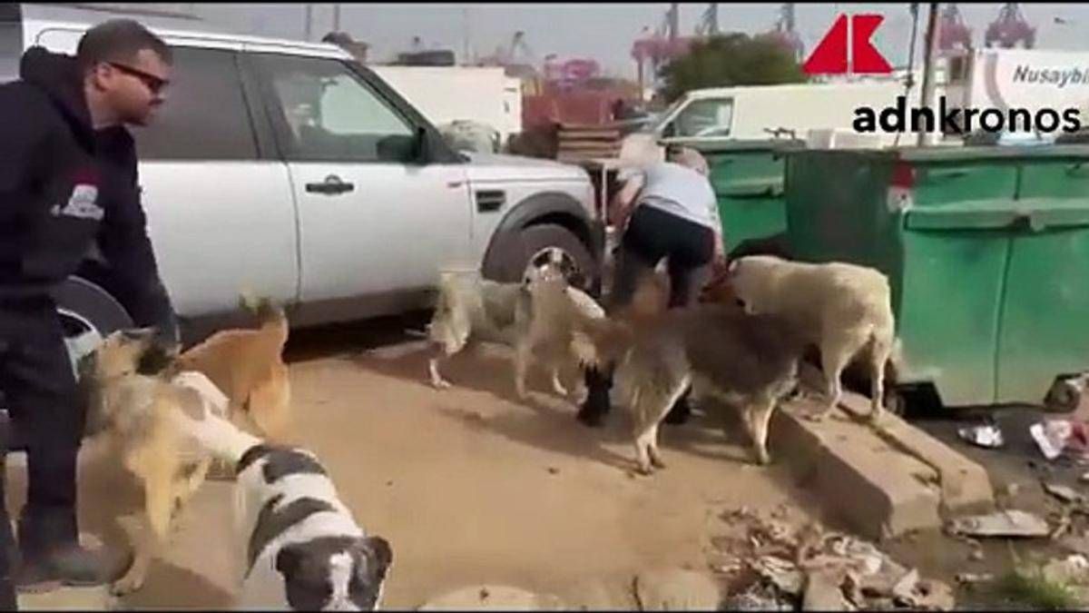Anche cani e gatti vittime dei bombardamenti, in Libano il rifugio per salvarli dalla guerra - 