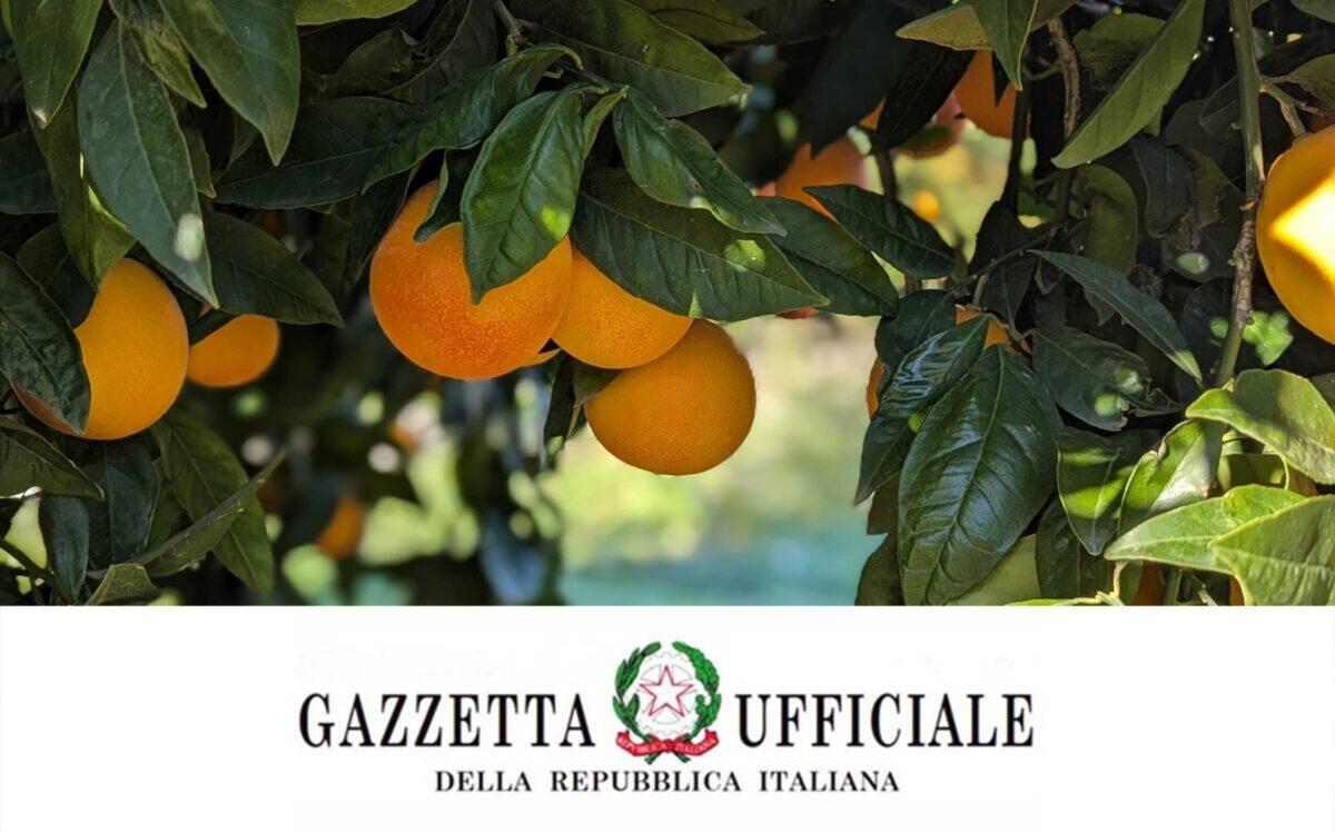 Nuovo disciplinare di produzione dell'Arancia Rossa: un passo decisivo per la Tutela Arancia Rossa di Sicilia IGP - 