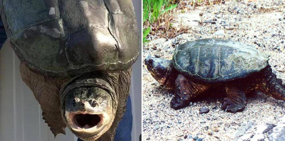 Tartaruga azzannatrice a Ladispoli, cresce l'allerta a Torre Flavia: è tra le più pericolose al mondo - 