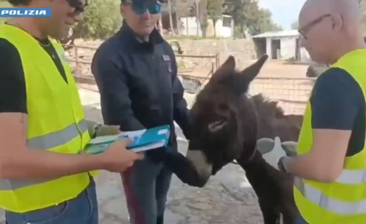 Catania: sequestrata fattoria abusiva, animali senza microchip e sanzioni per oltre 30mila euro - Credit Foto Questura di Catania