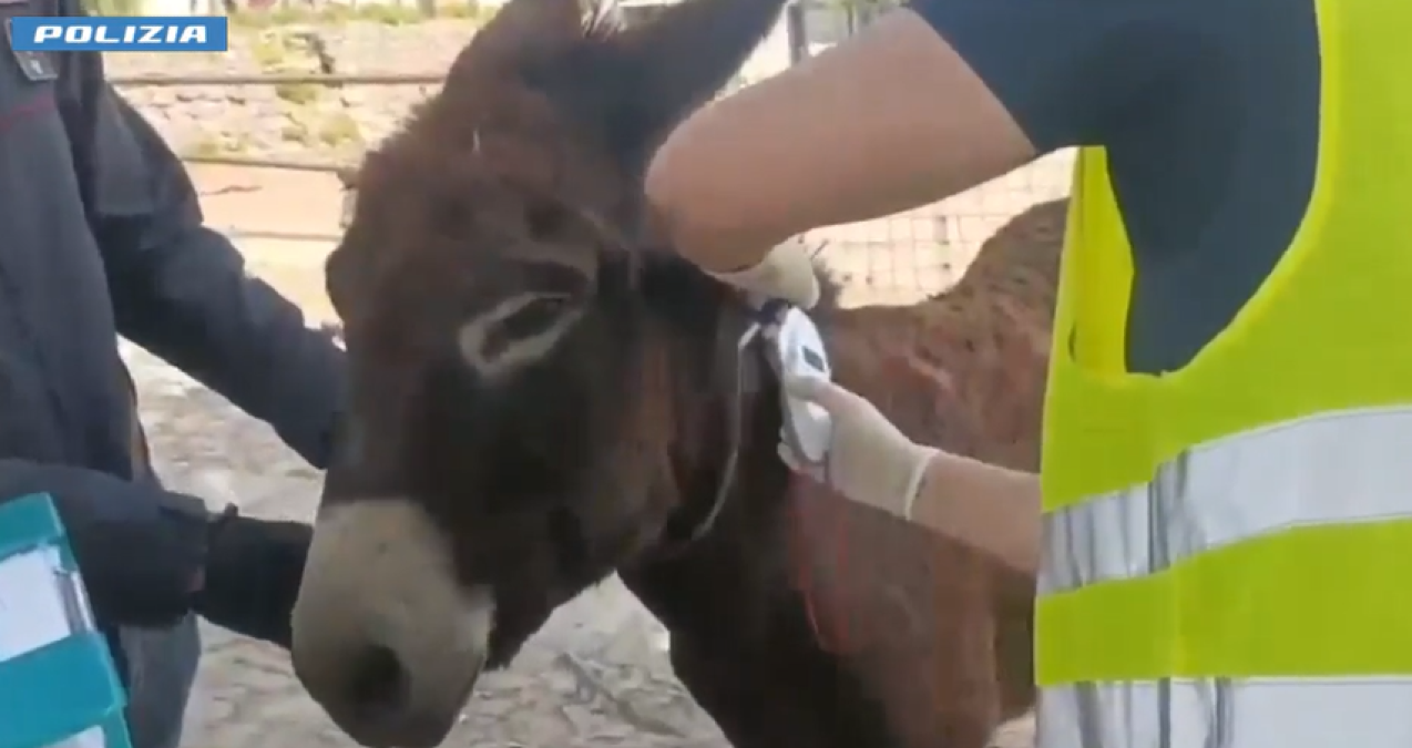 Catania: fattoria abusiva scoperta, animali sequestrati e sanzioni per quasi 30.000 euro - 