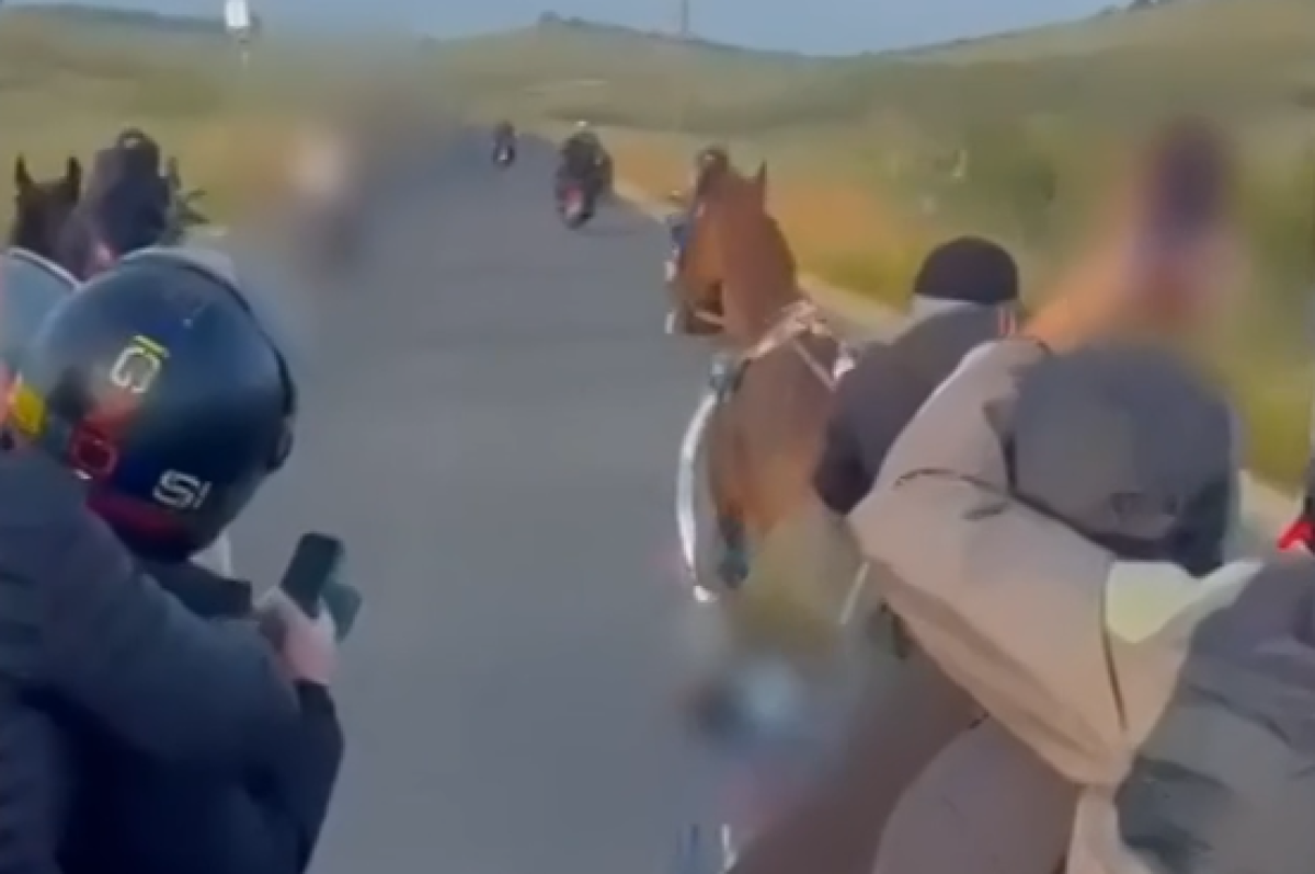 Gara clandestina di cavalli a Palagonia: due denunce e due puledri sequestrati dopo video con kalashnikov - 