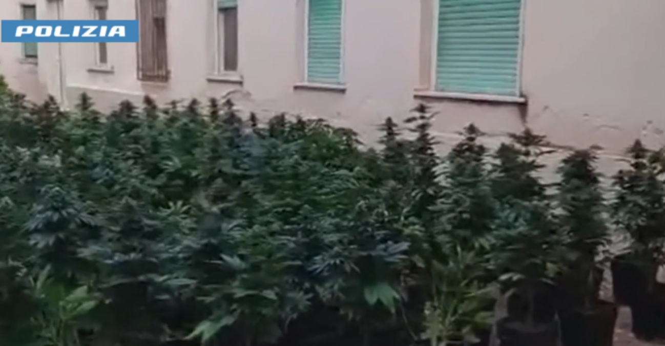 Scoperta una serra indoor a Carini: sequestrate circa 300 piante, arrestato un 19enne - 