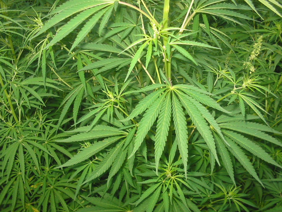 Sequestrate 300 piante e 3 kg di marijuana in villa a Villagrazia di Carini: arrestato un 19enne - 