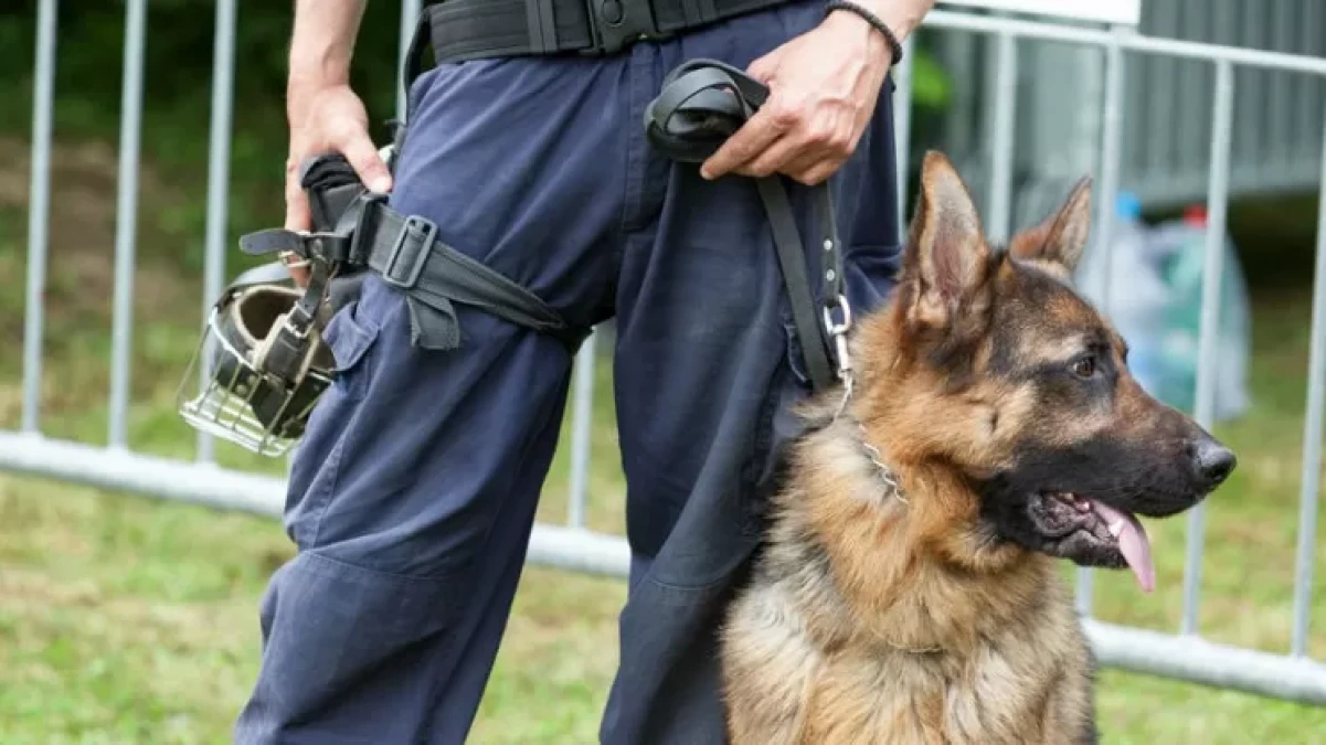Paternò: il fiuto del cane antidroga porta a 11 dosi di marijuana, denunciato un 25enne - 