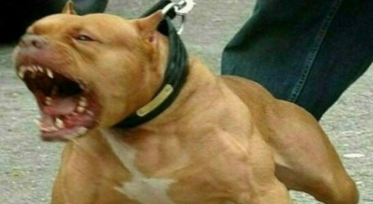Tre passanti azzannati a Terrasini: proprietari condannati per omessa custodia dei cani - 