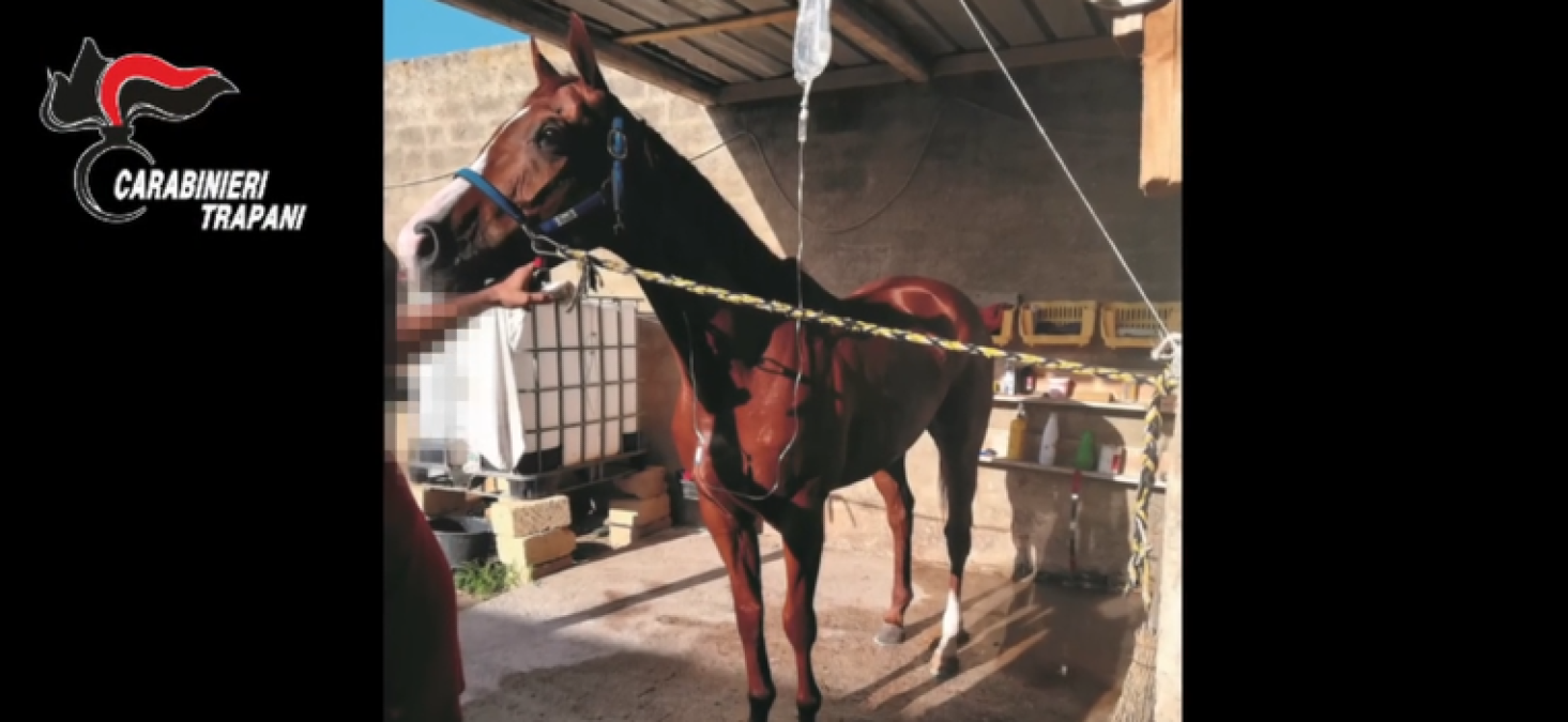 Corse clandestine a Triscina: cinque misure cautelari per associazione, accuse di doping e maltrattamenti - 