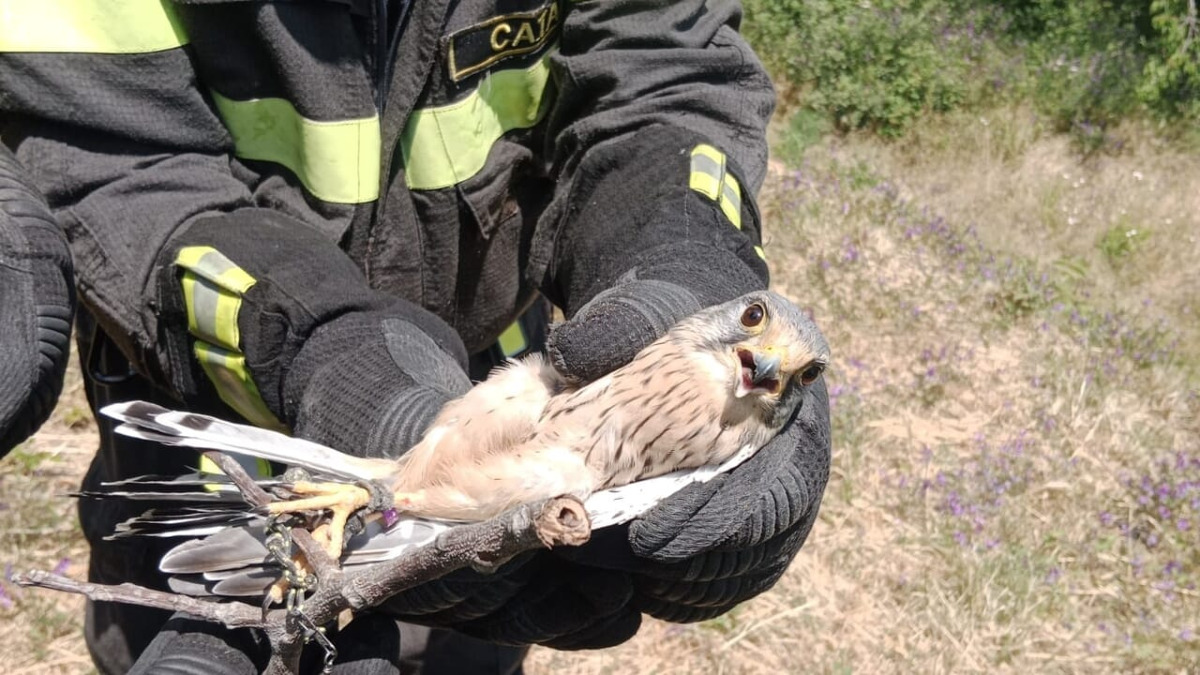 Milo: vigili del fuoco salvano un rapace impigliato su un albero - 