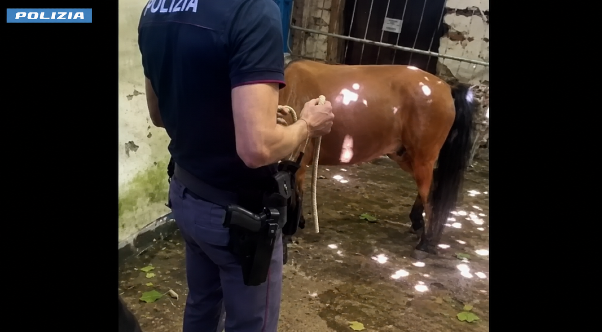 VIDEO - Catania: sequestrati tre pony nascosti in un immobile pericolante, sospetto legame con corse clandestine - 