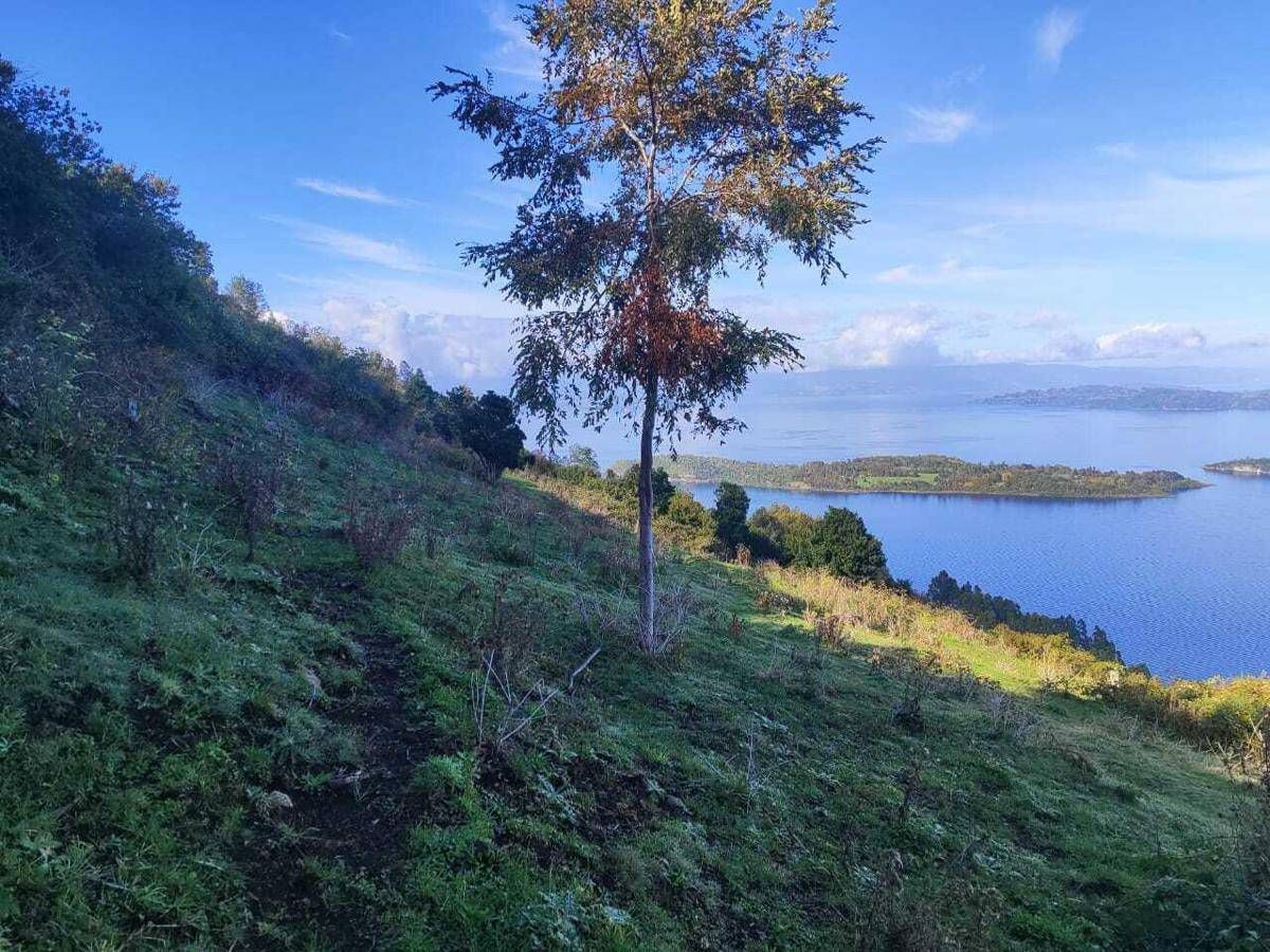 Mundys, Neya lancia in Cile nuovo progetto riforestazione di 170 ettari - 