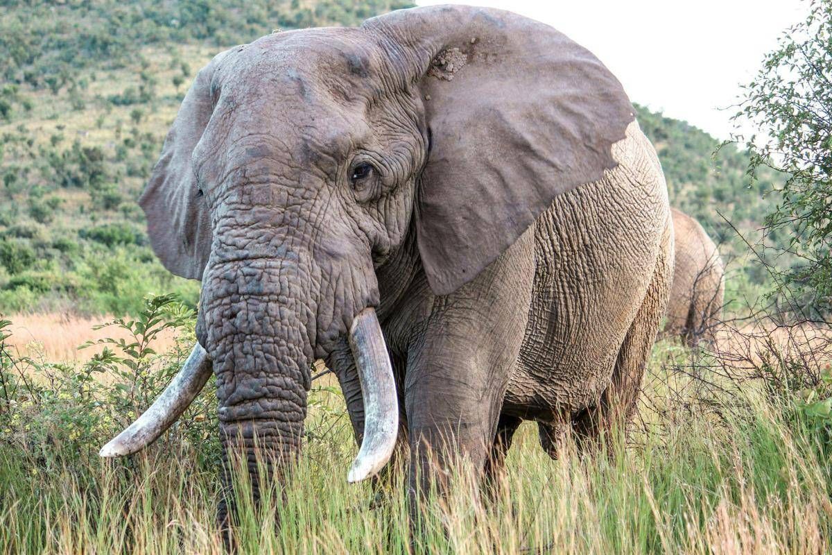 Uganda, scontro tra minibus ed elefante in parco nazionale: 3 morti - 