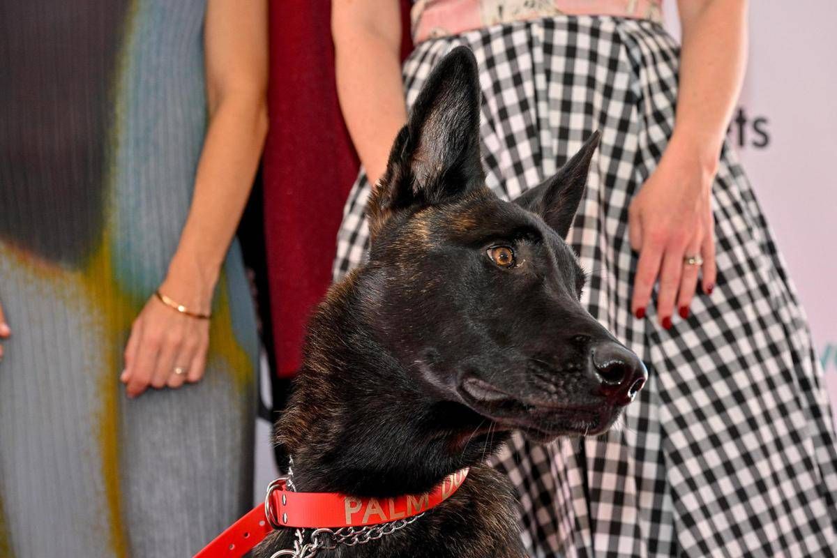 Cannes, il cane Yuri vince la Palm Dog: è la star del film 'La Perra' - 