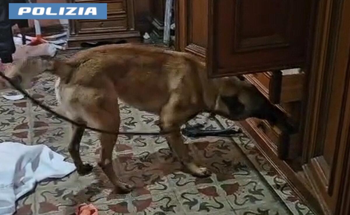 Arresto di un 36enne a Catania per spaccio di droga grazie all'intervento della Polizia e dei cinofili. - 
