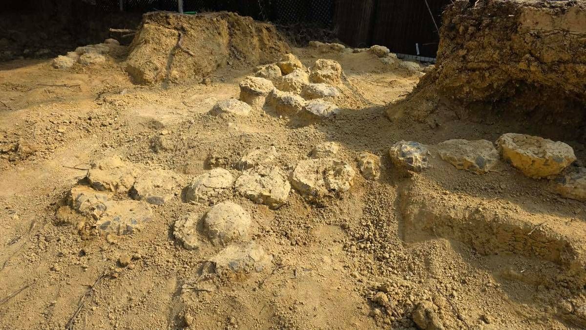 In Francia trovate oltre 100 uova di dinosauro, hanno 72 milioni di anni - 