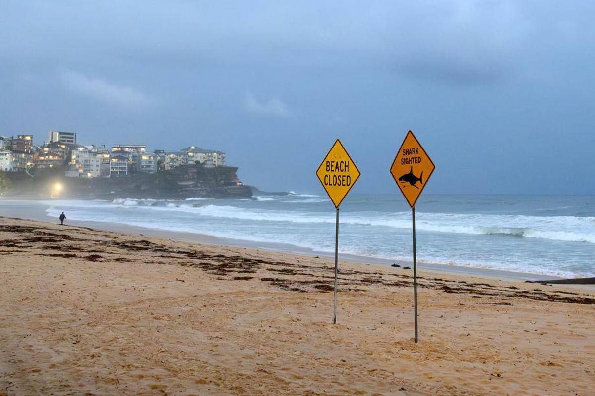 Australia, uomo muore dopo attacco di squalo al largo di Perth - 