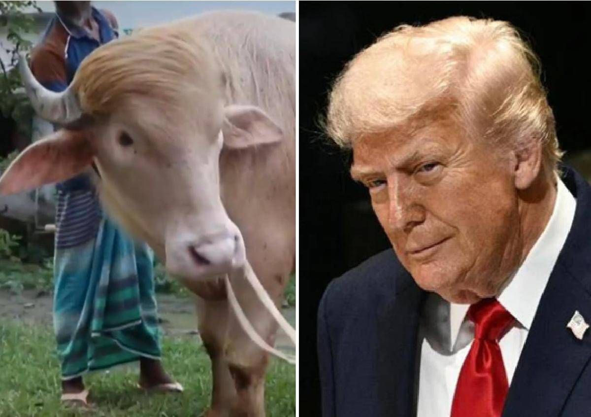 Il 'sosia' di Trump è un bufalo. E verrà ucciso presto - 