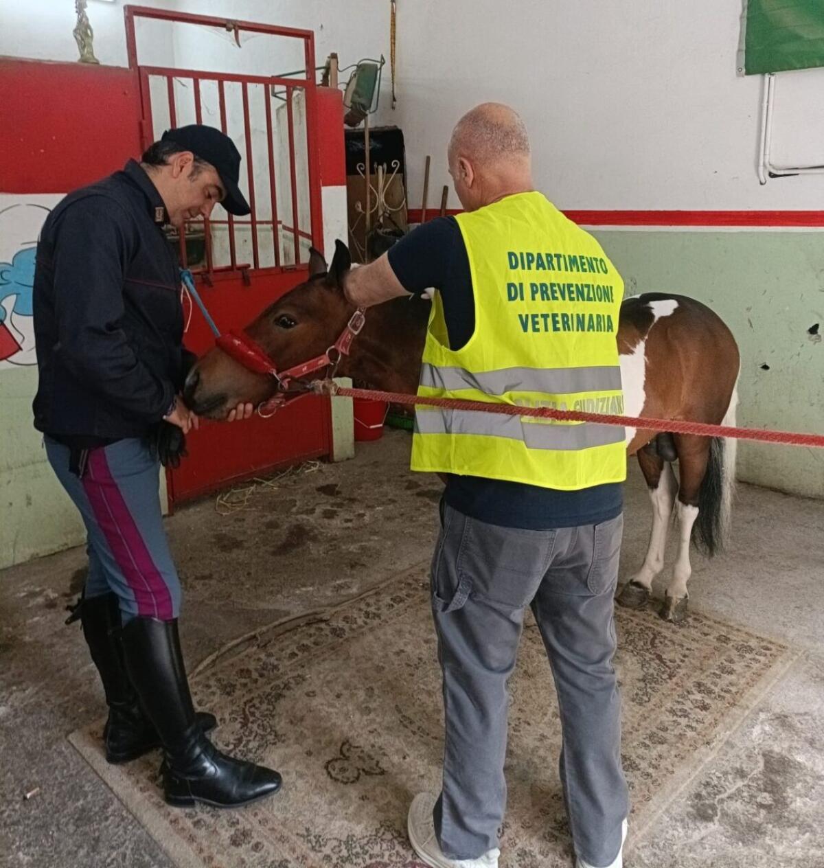 Polizia di Catania smantella stalle abusive e protegge pony da maltrattamenti - 