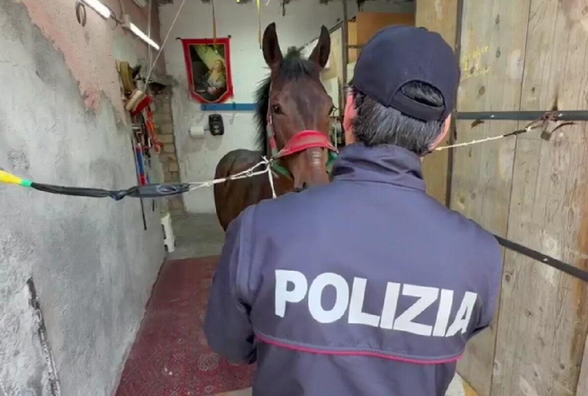 Polizia di Catania smantella corsa clandestina di cavalli a Palagonia - 