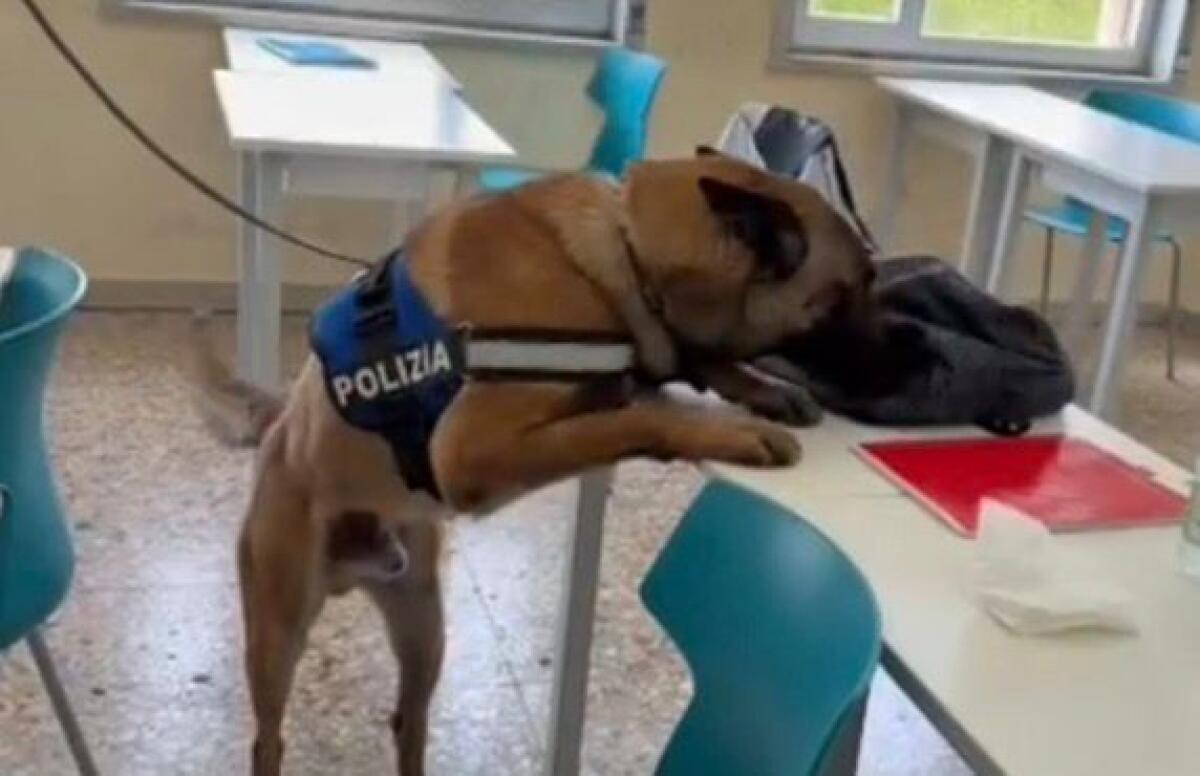 Controlli Antidroga della Polizia di Catania nelle Scuole: Un Progetto di Prevenzione per i Giovani - 