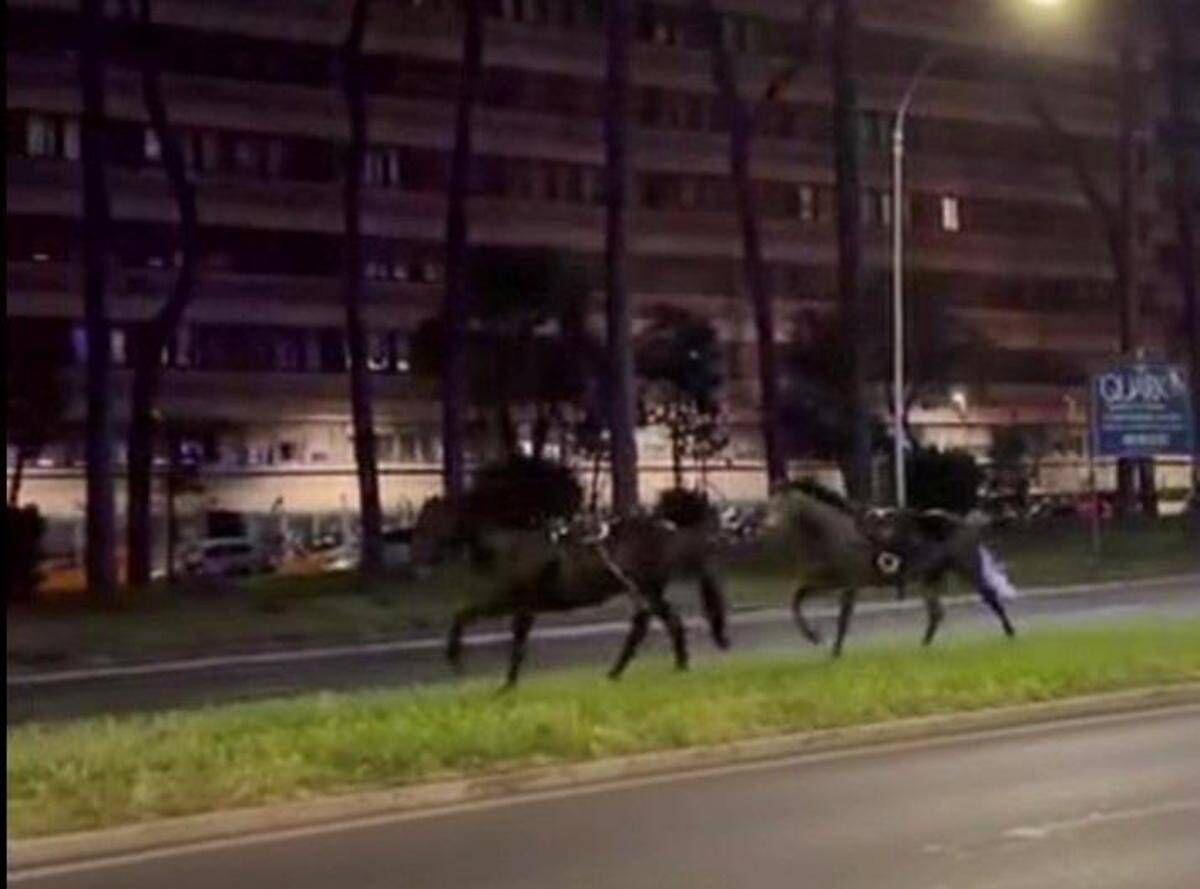 Cavalli in fuga a Roma, 4 vigili urbani fuori dalla parate del 2 giugno - 