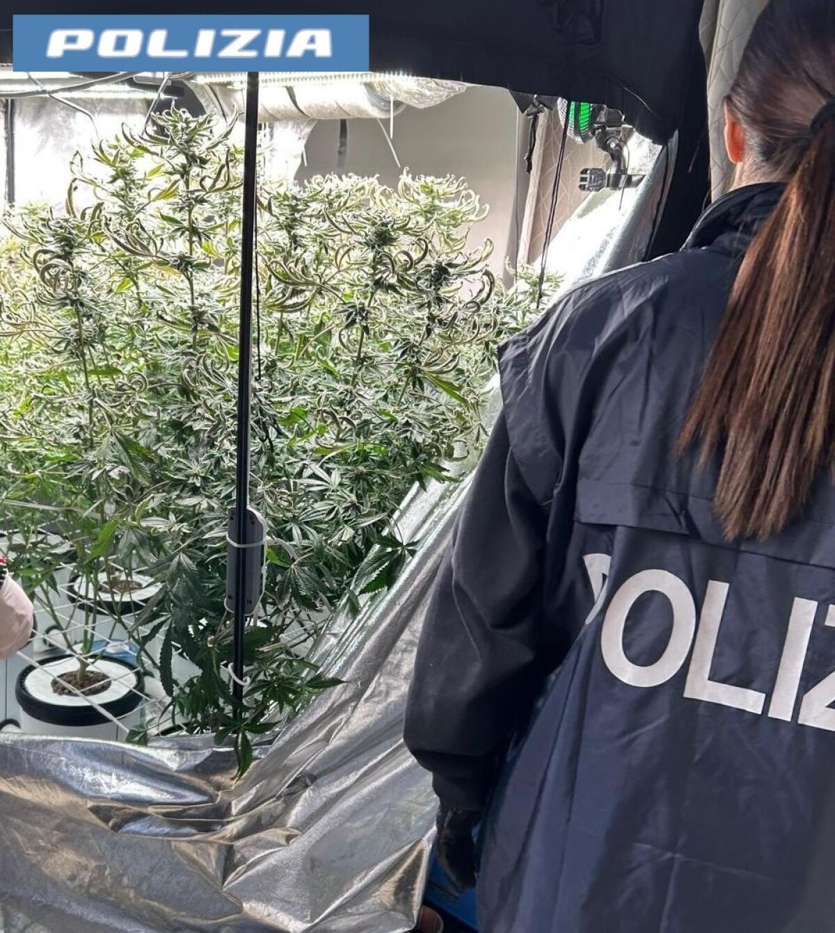 Arrestato a Catania un 49enne per coltivazione indoor di marijuana e documenti falsi. - 