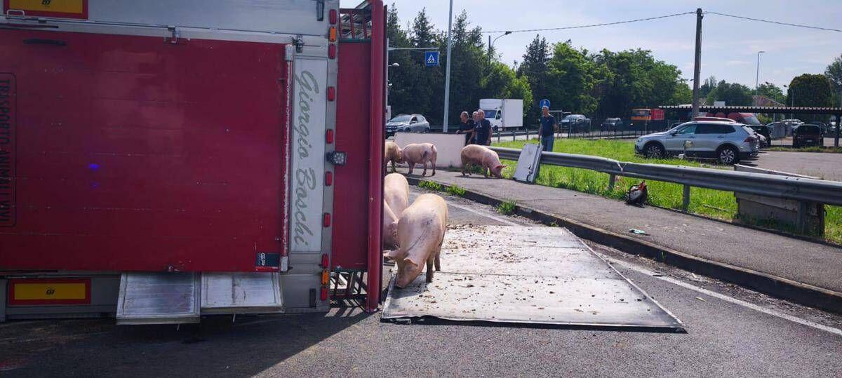 Camion si ribalta nel reggiano, maiali in fuga sulla via Emilia - 