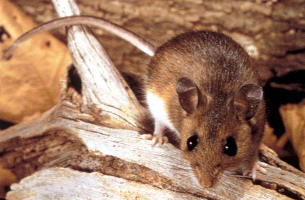 Hantavirus, il punto sul virus Andes: cosa sappiamo e cosa fare - 