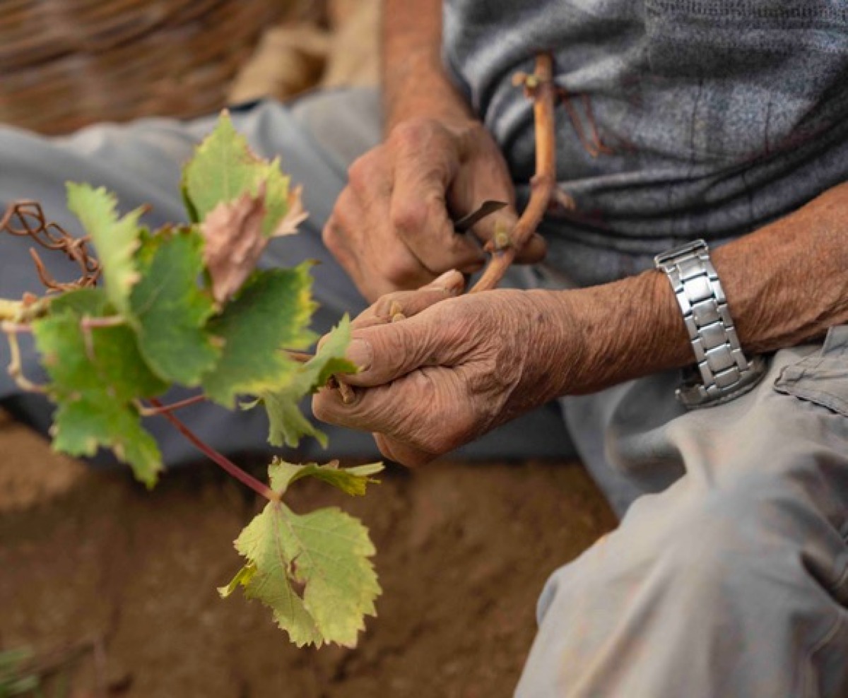 Pantelleria chiede alla Regione la revisione del Bando SRD01 per tutelare le piccole aziende delle Isole Minori - 