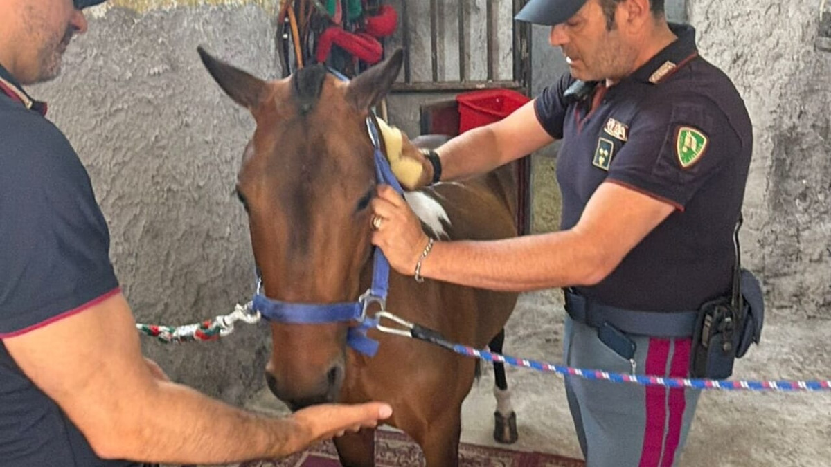 Stalla abusiva a San Cristoforo: pony sequestrato e due cani trovati incatenati tra gli escrementi - 