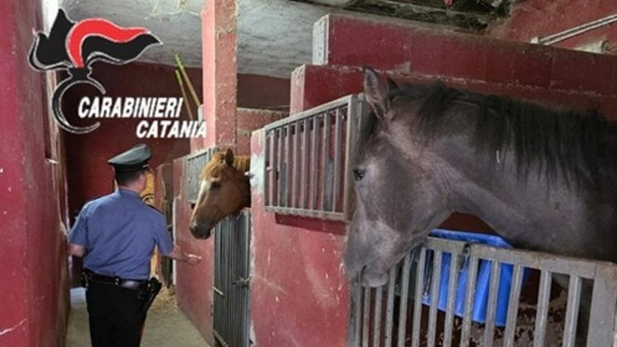 Stalla abusiva a San Cristoforo: sanzionato il proprietario, animali da trasferire entro 10 giorni - 