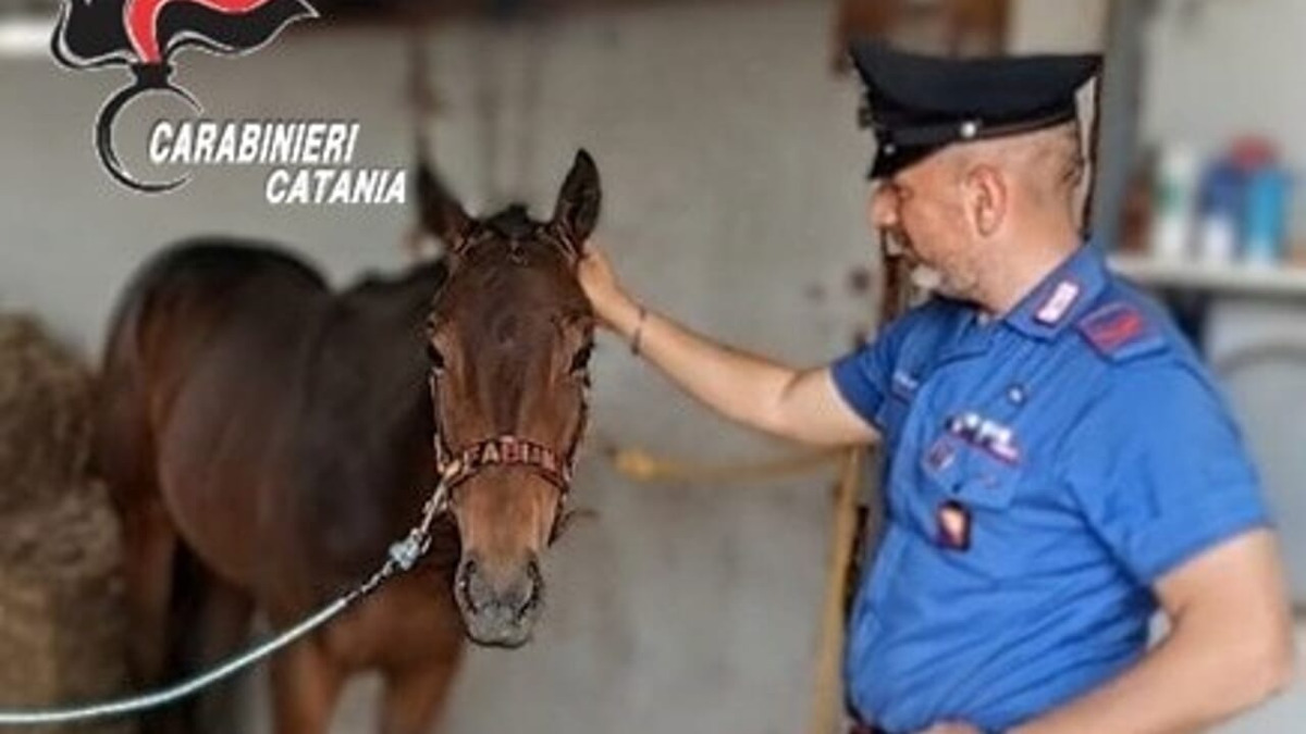 Belpasso: carrozzeria abusiva e sversamenti di oli esausti, denunciato un 37enne; cavallo sequestrato - 