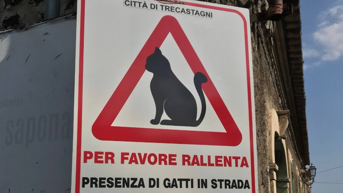 Trecastagni installa cartelli e foto-trappole per proteggere i gatti randagi - 