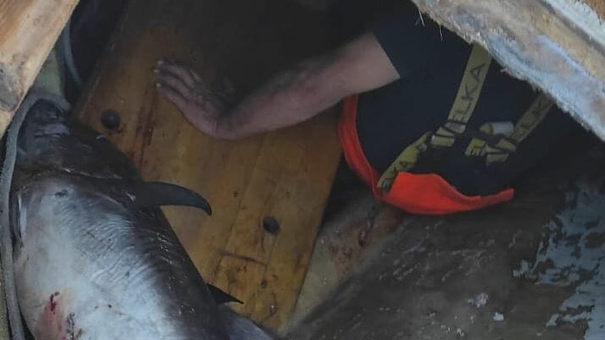 Guardia costiera sequestra 14 tonnellate di tonno rosso nell'operazione “Ghost Landing” - 