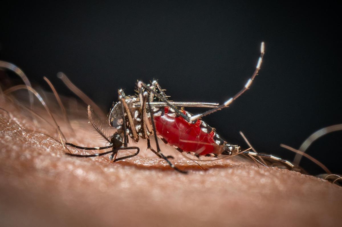 Da Dengue a West Nile, in Italia 40 specie di zanzare: ecco come difendersi - 