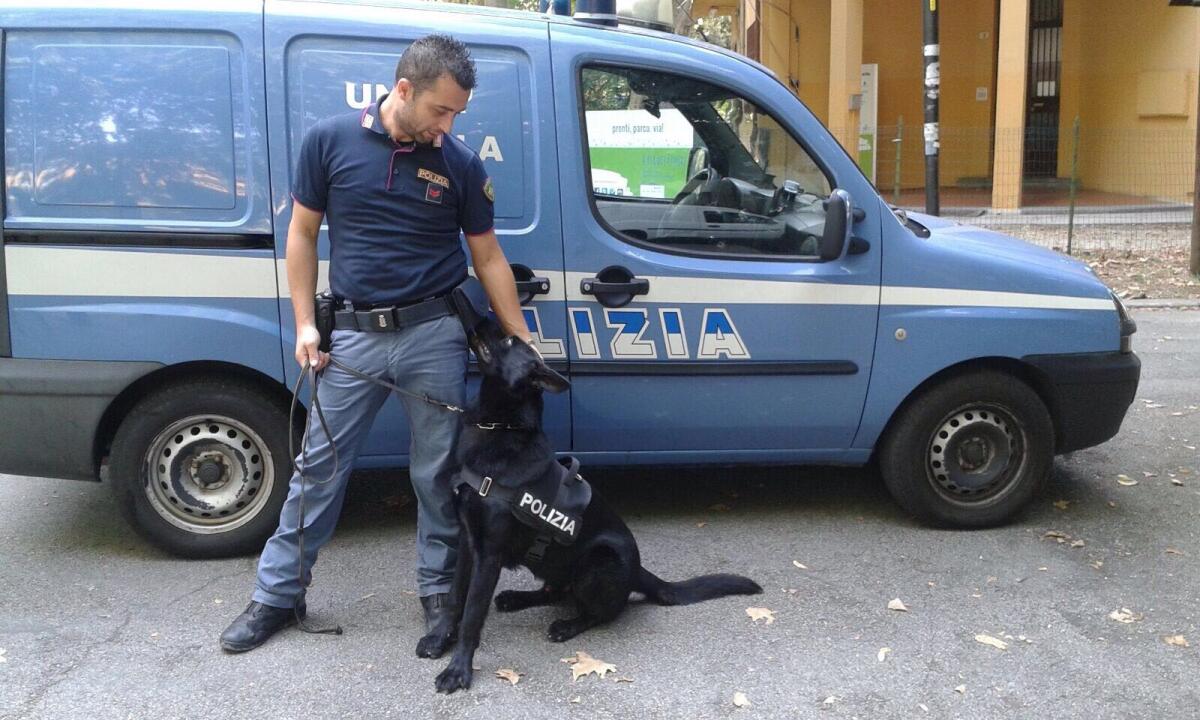 Cani poliziotto in pensione senza fondi: il Siulp denuncia la mancanza di stanziamenti per cure veterinarie - 
