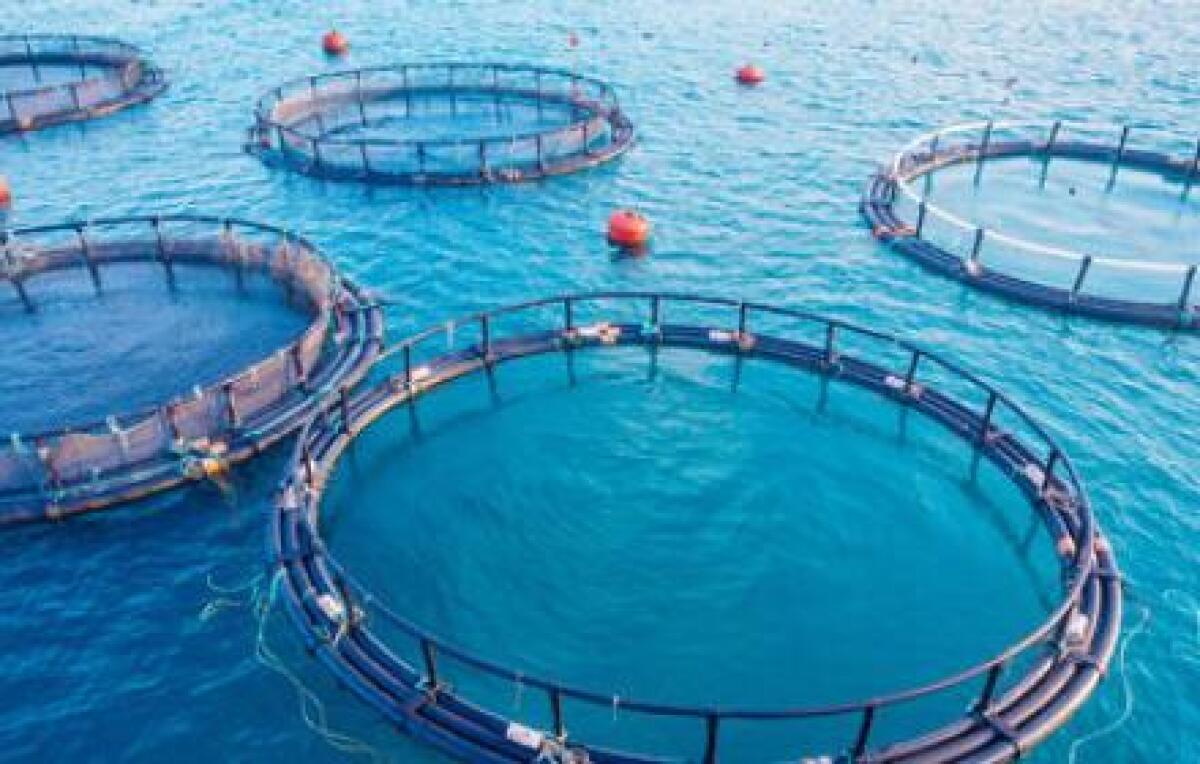 Regione Siciliana stanzia 750mila euro per diversificare le imprese acquicole - 