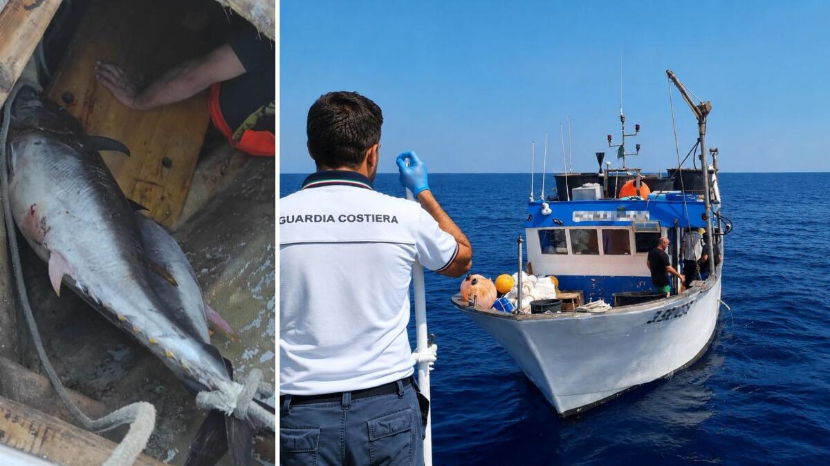 Sequestrate 14 tonnellate di tonno rosso in Sicilia: 80 sanzioni e 160.000 euro di multe nell'operazione "Ghost Landing" - 