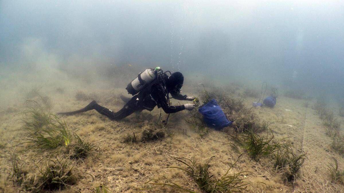 Findus rafforza l'impegno per la tutela del mare, lotta a plastiche e ripristino posidonia oceanica - 